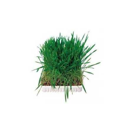 Hierbas para roedores