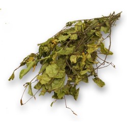 JR NATUR COSECHA DE AVELLANAS