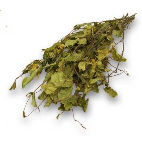 JR NATUR COSECHA DE AVELLANAS