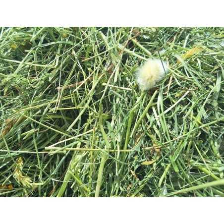 Super Premium Bavaria 1 Corte cosecha 2025