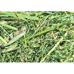 Merz / Power 2° corte Heno Premium Algoia cosecha 2025