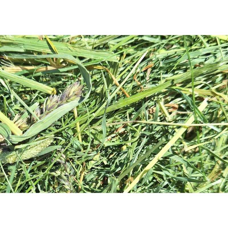 Merz / Power 2° corte Heno Premium Algoia cosecha 2025