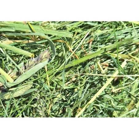 Merz / Power 2° corte Heno Premium Algoia cosecha 2025