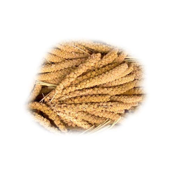 Panizo en rama amarillo