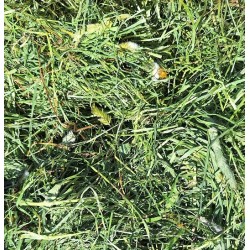 Bergen Premium 1° corte Heno de bavaria cosecha 2025