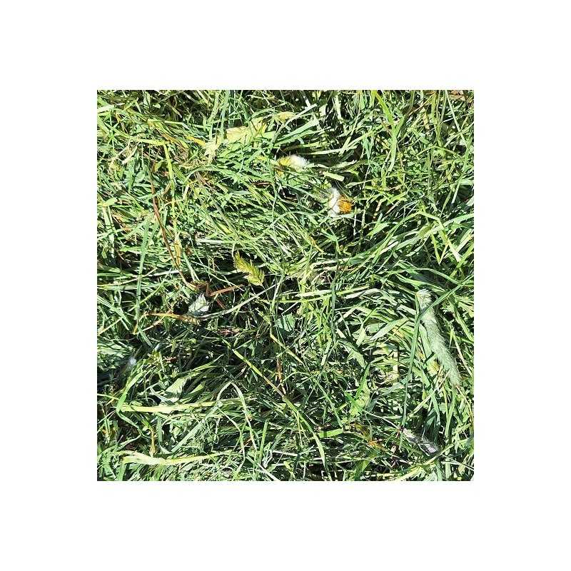 Bergen Premium 1° corte Heno de bavaria cosecha 2025