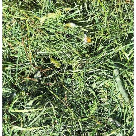 Bergen Premium 1° corte Heno de bavaria cosecha 2025