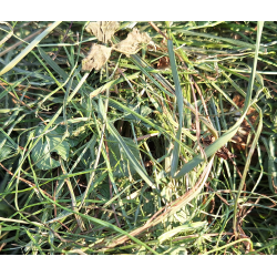 Bergen Premium 2° corte Heno de bavaria cosecha 2025