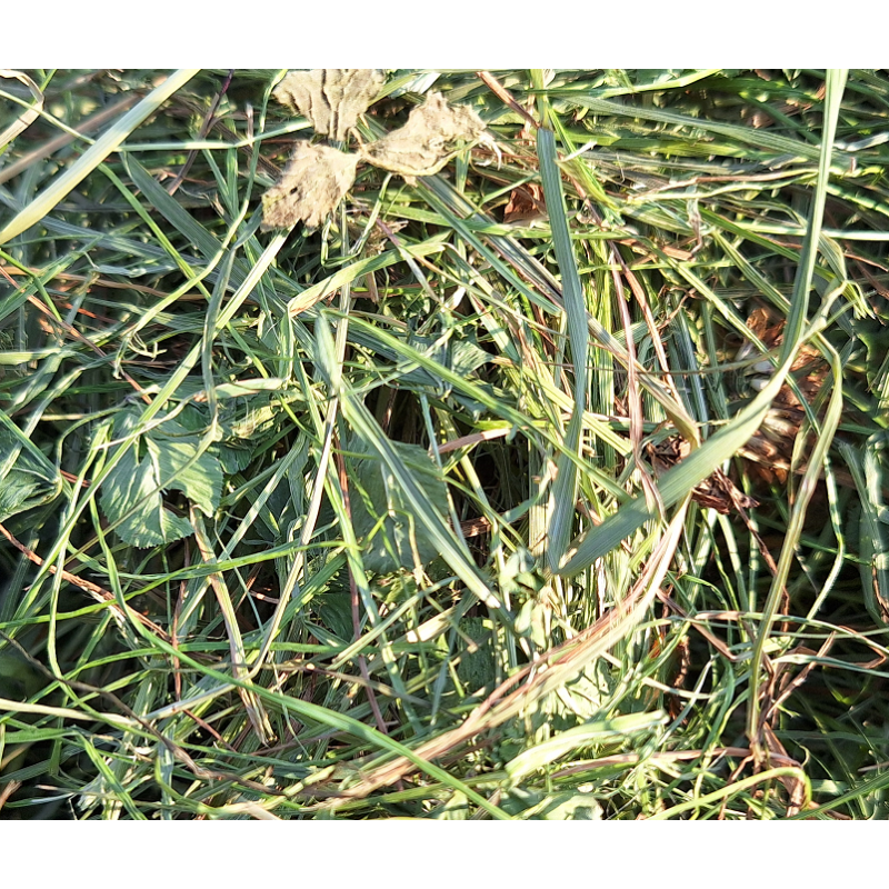 Bergen Premium 2° corte Heno de bavaria cosecha 2025