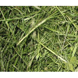 Heno Premium Algoia H&K 2°corte cosecha 2025