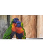 Alimento Loris/Tucan