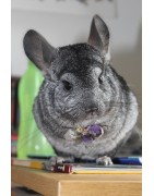 Chinchilla / Degu