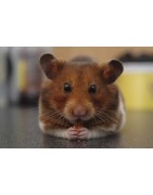 Hamster